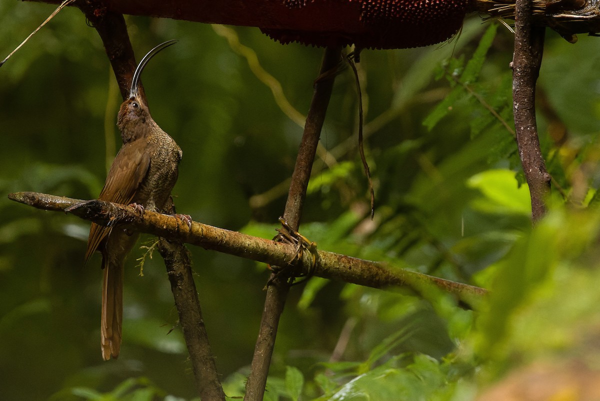 Black-billed Sicklebill - Joachim Bertrands