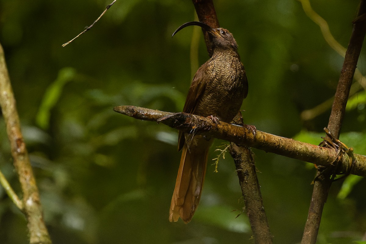 Black-billed Sicklebill - Joachim Bertrands