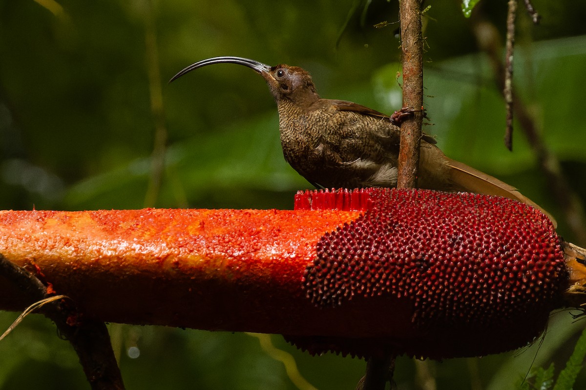 Black-billed Sicklebill - ML616578578