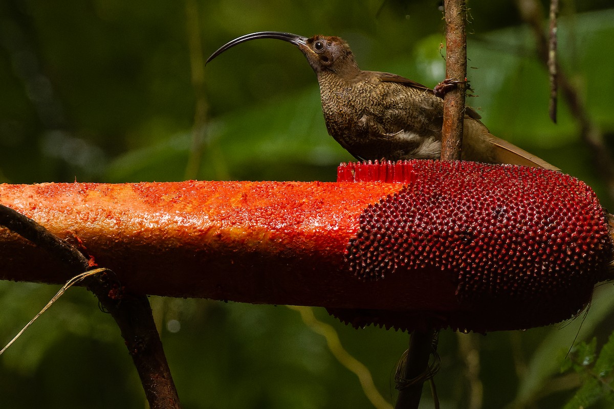 Black-billed Sicklebill - ML616578580