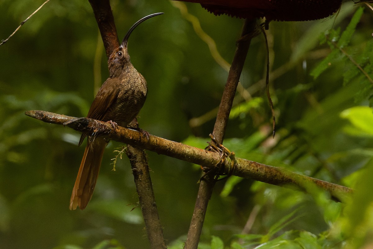 Black-billed Sicklebill - Joachim Bertrands