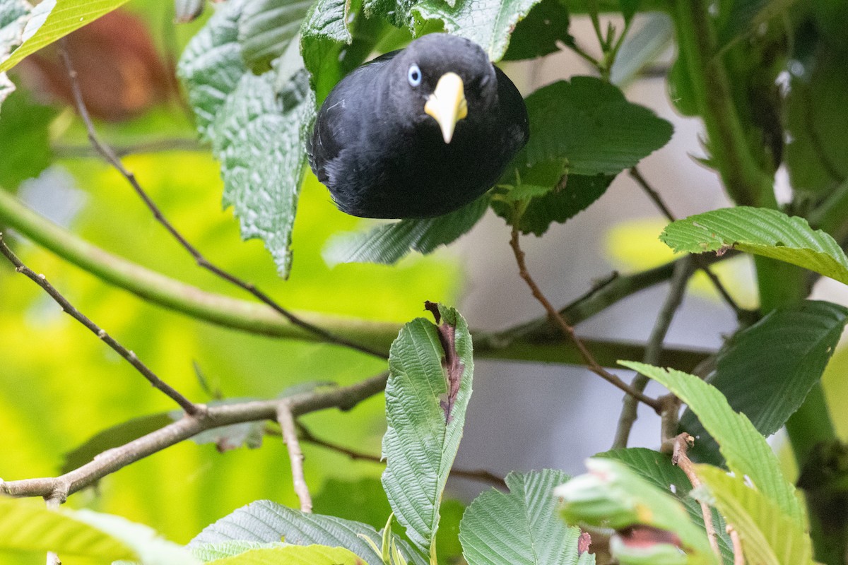 Scarlet-rumped Cacique (Subtropical) - Xiaoni Xu