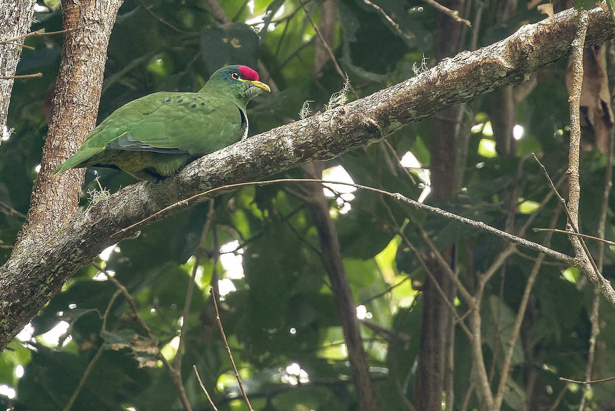 White-breasted Fruit-Dove - ML616578631