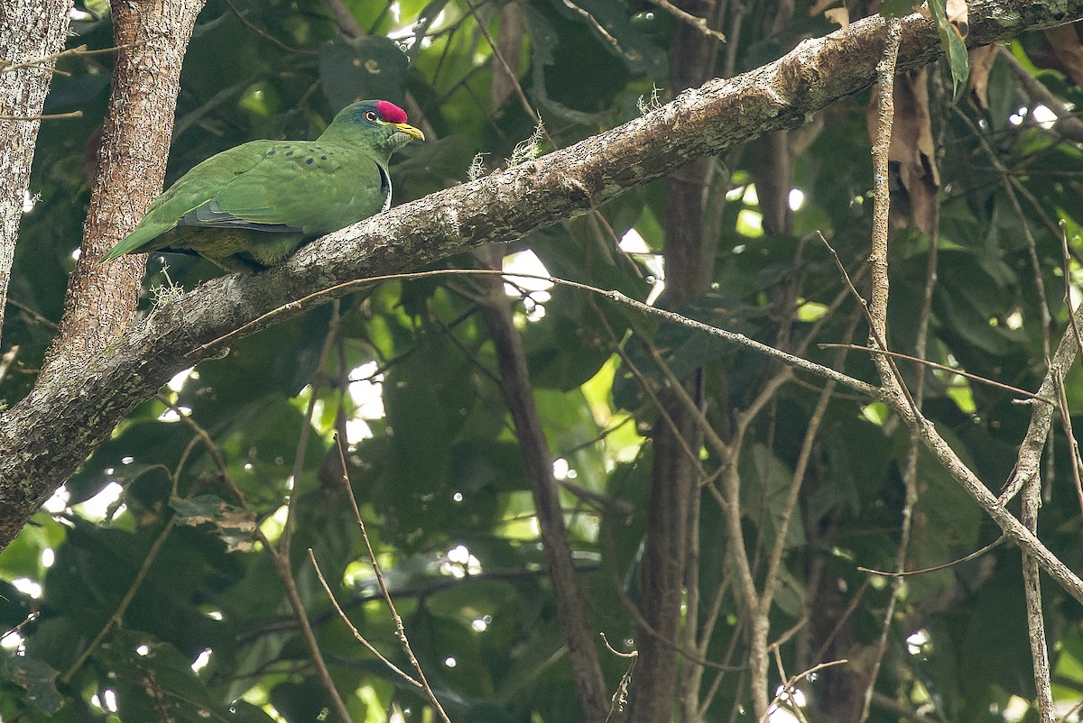 White-breasted Fruit-Dove - ML616578633