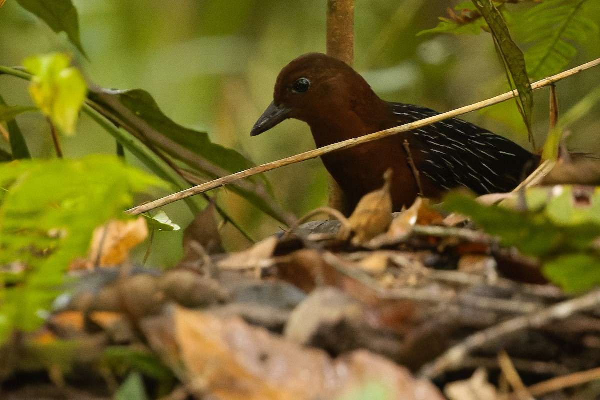 White-striped Forest Rail - ML616578634