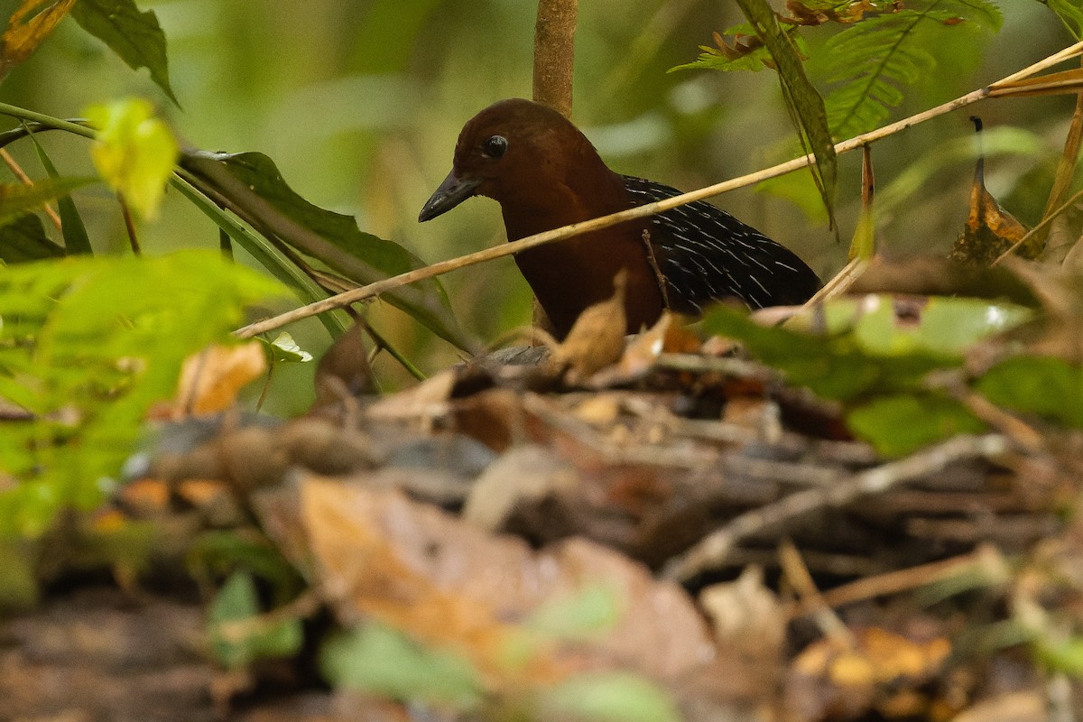 White-striped Forest Rail - ML616578635