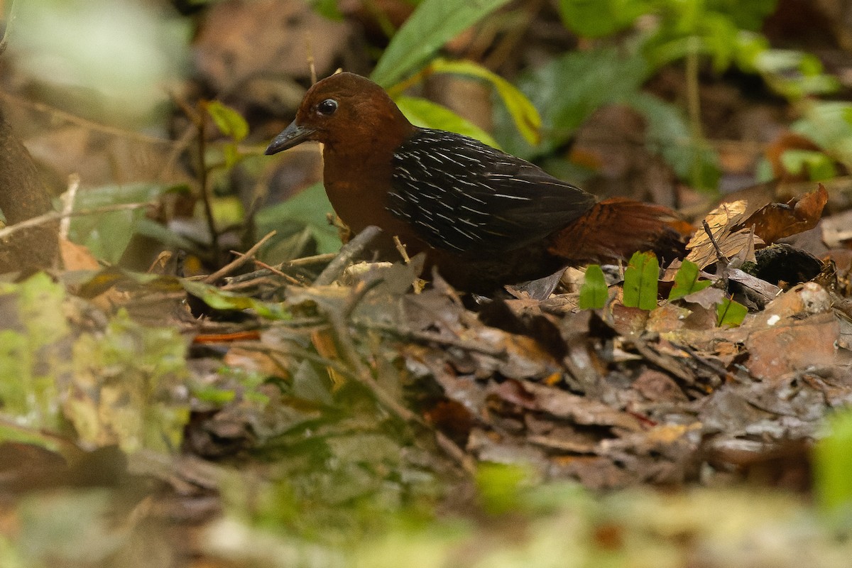 White-striped Forest Rail - ML616578636