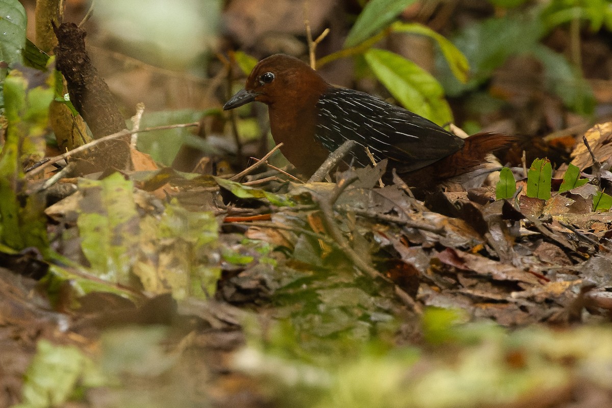 White-striped Forest Rail - ML616578637