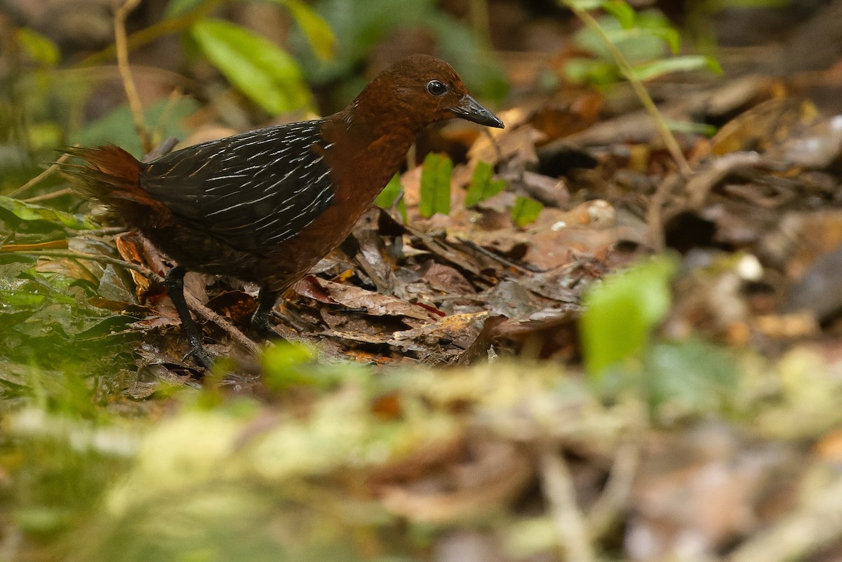 White-striped Forest Rail - ML616578638