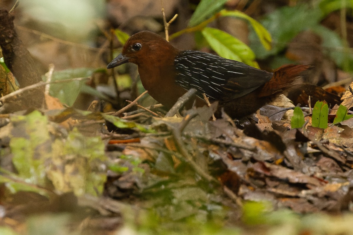 White-striped Forest Rail - ML616578639