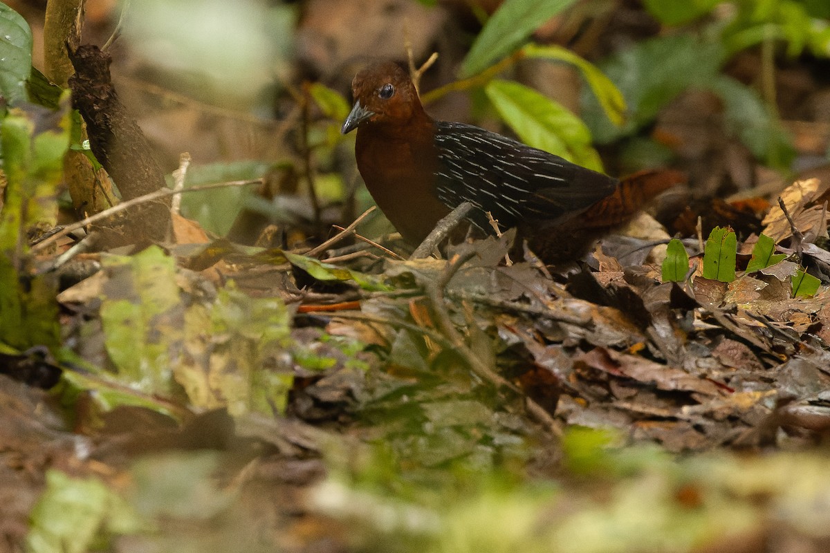 White-striped Forest Rail - ML616578640