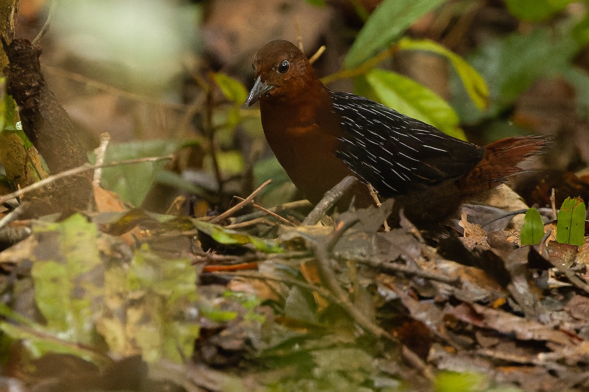 White-striped Forest Rail - ML616578641