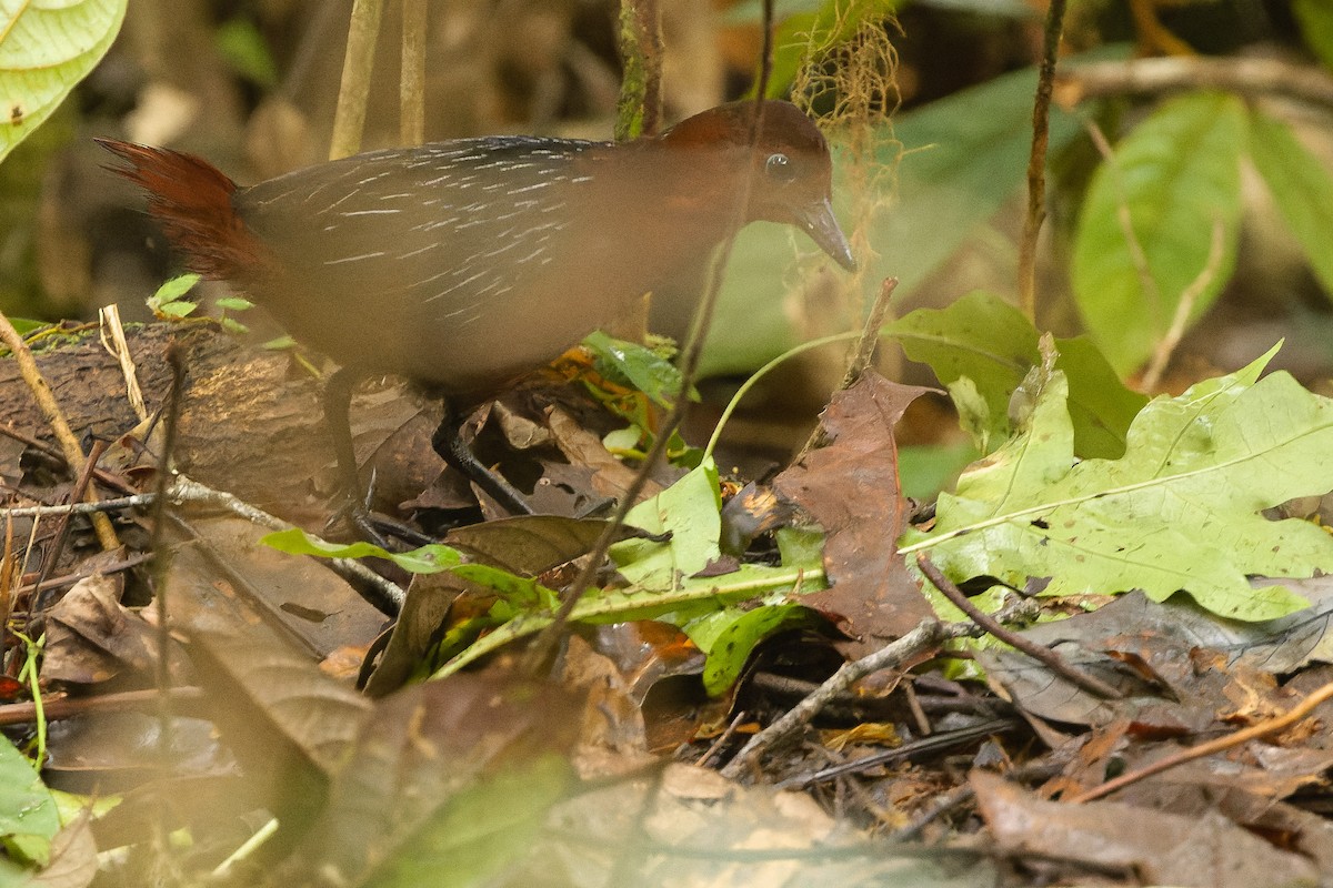 White-striped Forest Rail - ML616578642