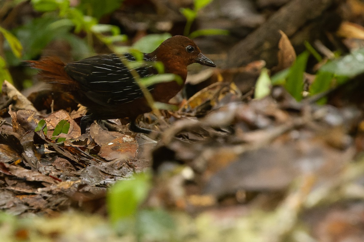 White-striped Forest Rail - ML616578643