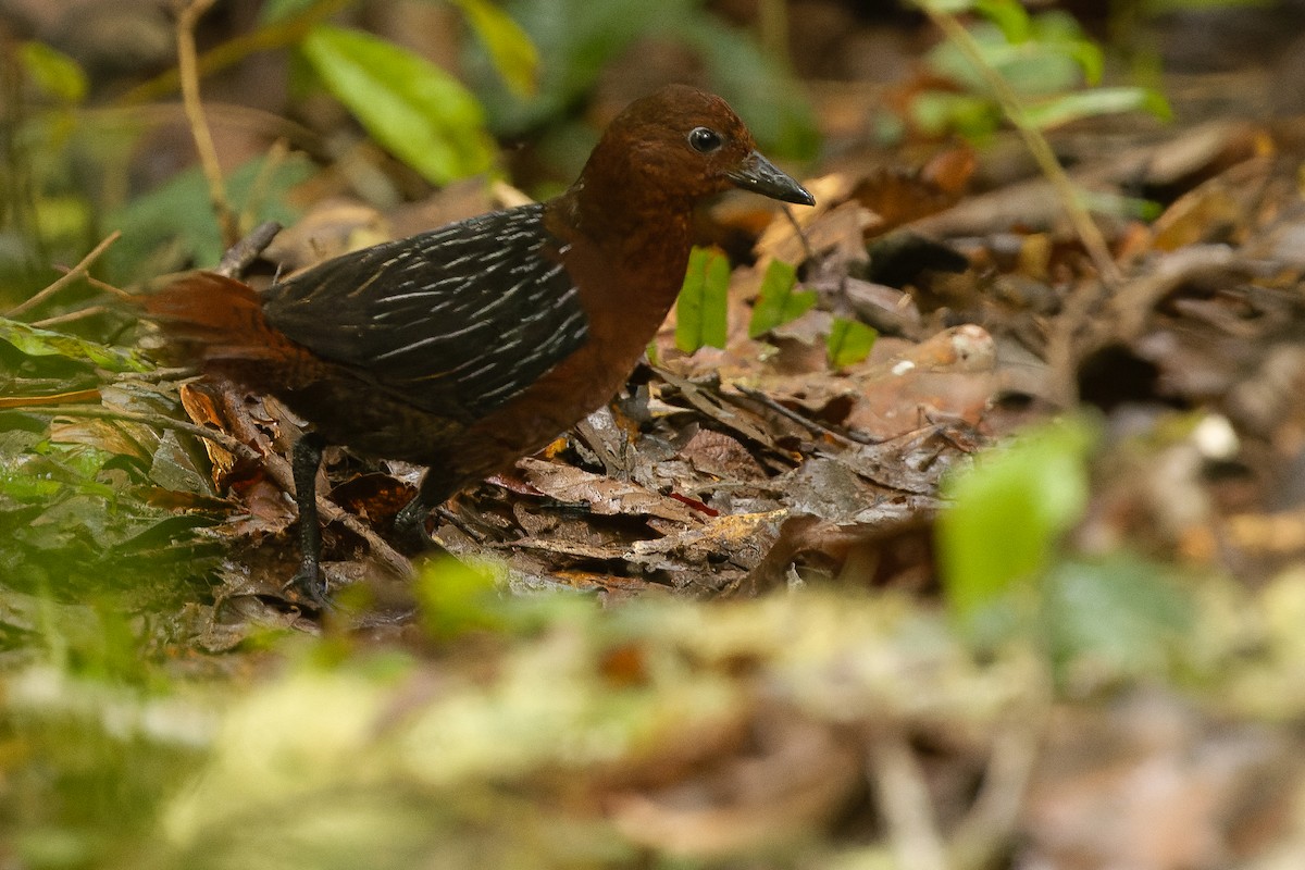 White-striped Forest Rail - ML616578644