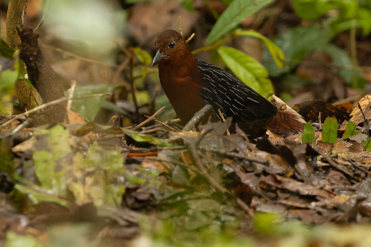 White-striped Forest Rail - ML616578645