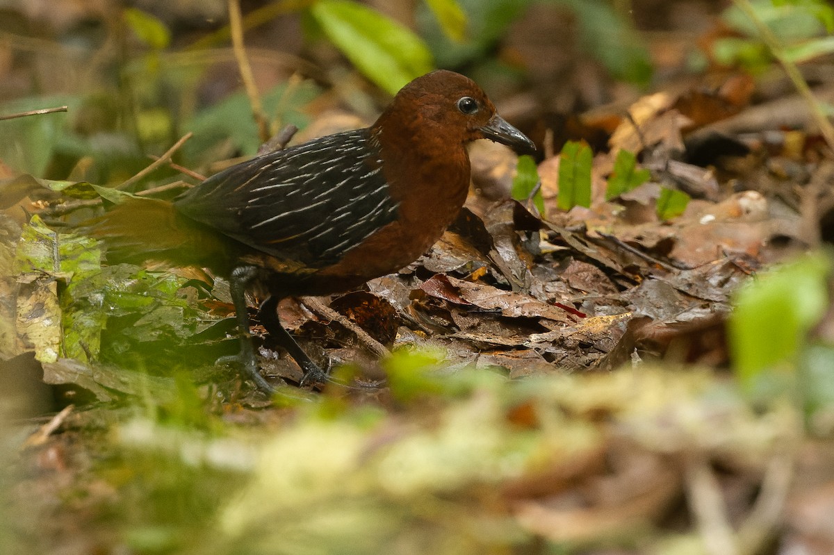 White-striped Forest Rail - ML616578646