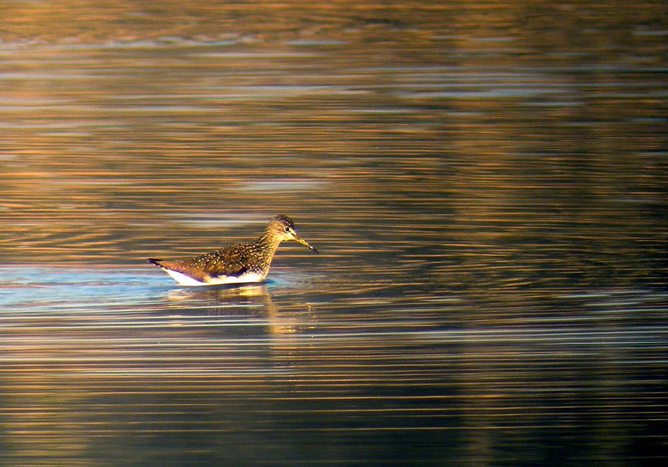 Green Sandpiper - ML616578663