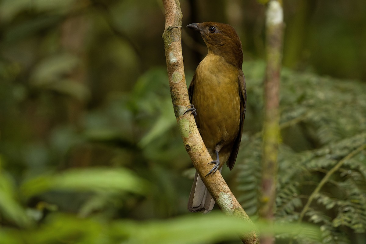 Hüttenlaubenvogel - ML616578669