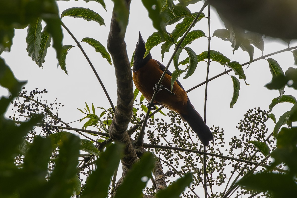 Hooded Pitohui - ML616578685