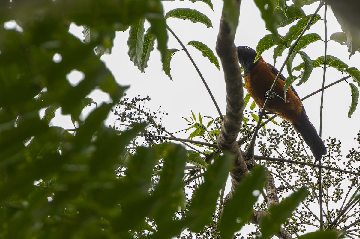 Hooded Pitohui - ML616578692