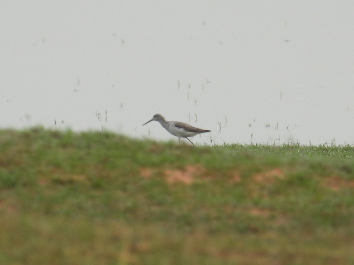 Marsh Sandpiper - Shaun Green