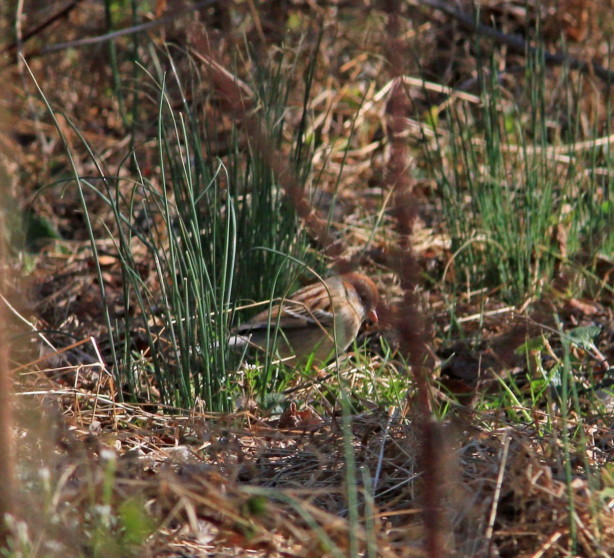 Field Sparrow - Beth Poole