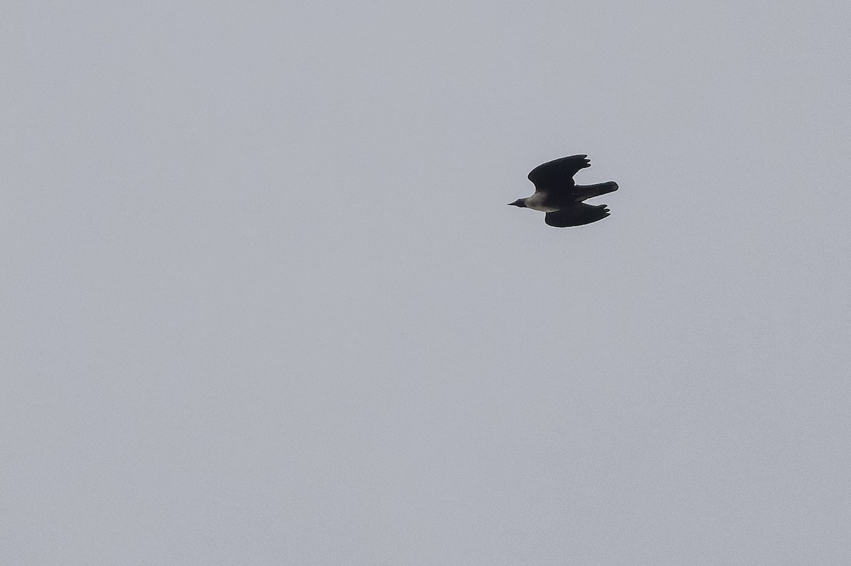 holub tmavohlavý - ML616578747