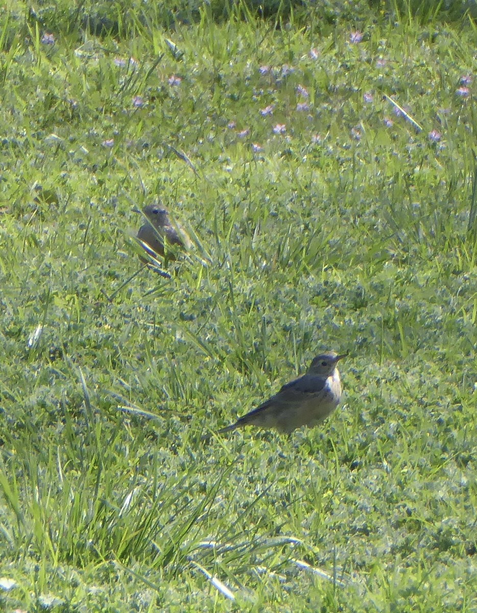 American Pipit - Karina Rathmell