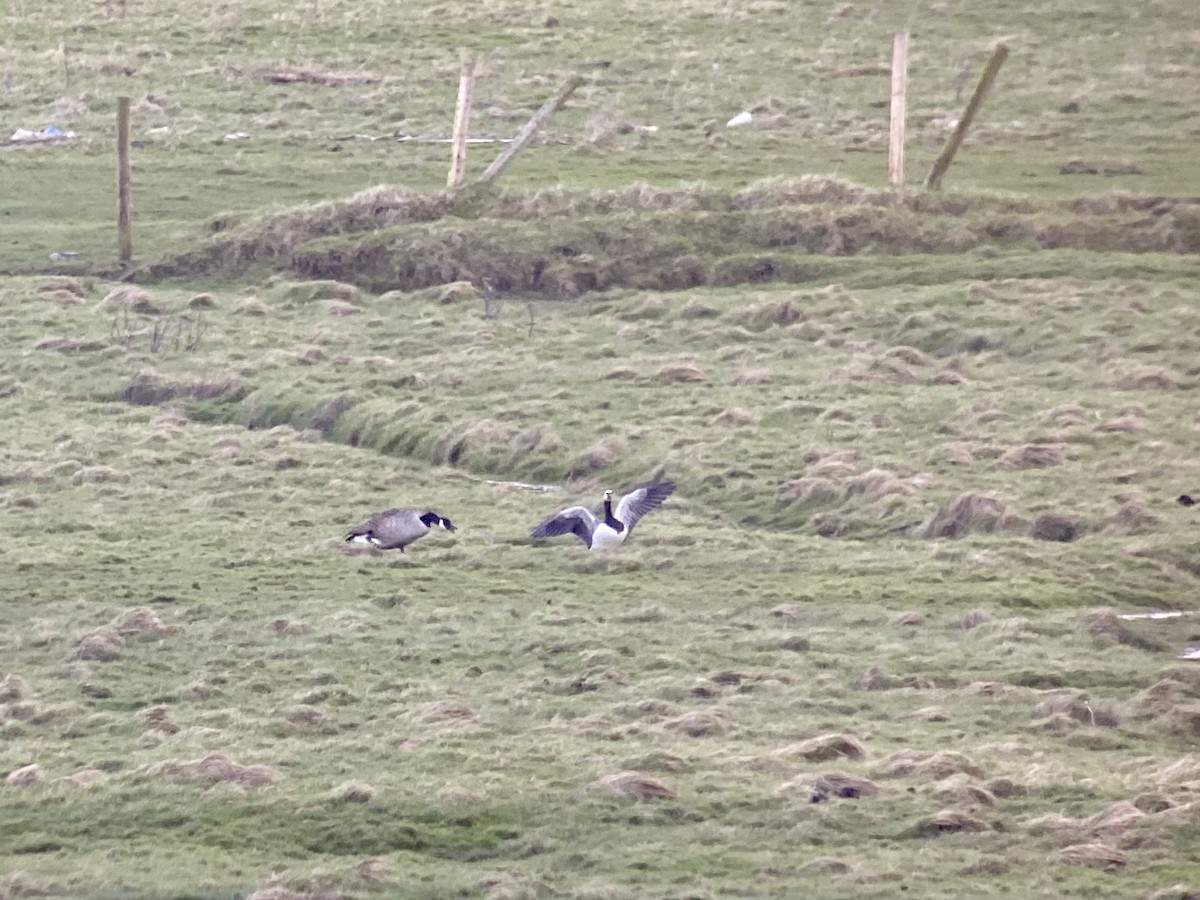 Barnacle Goose - Dave Craven