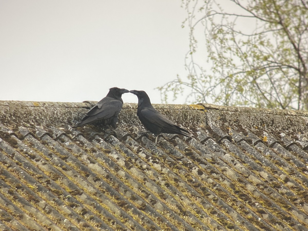 Common Raven - Dave Craven