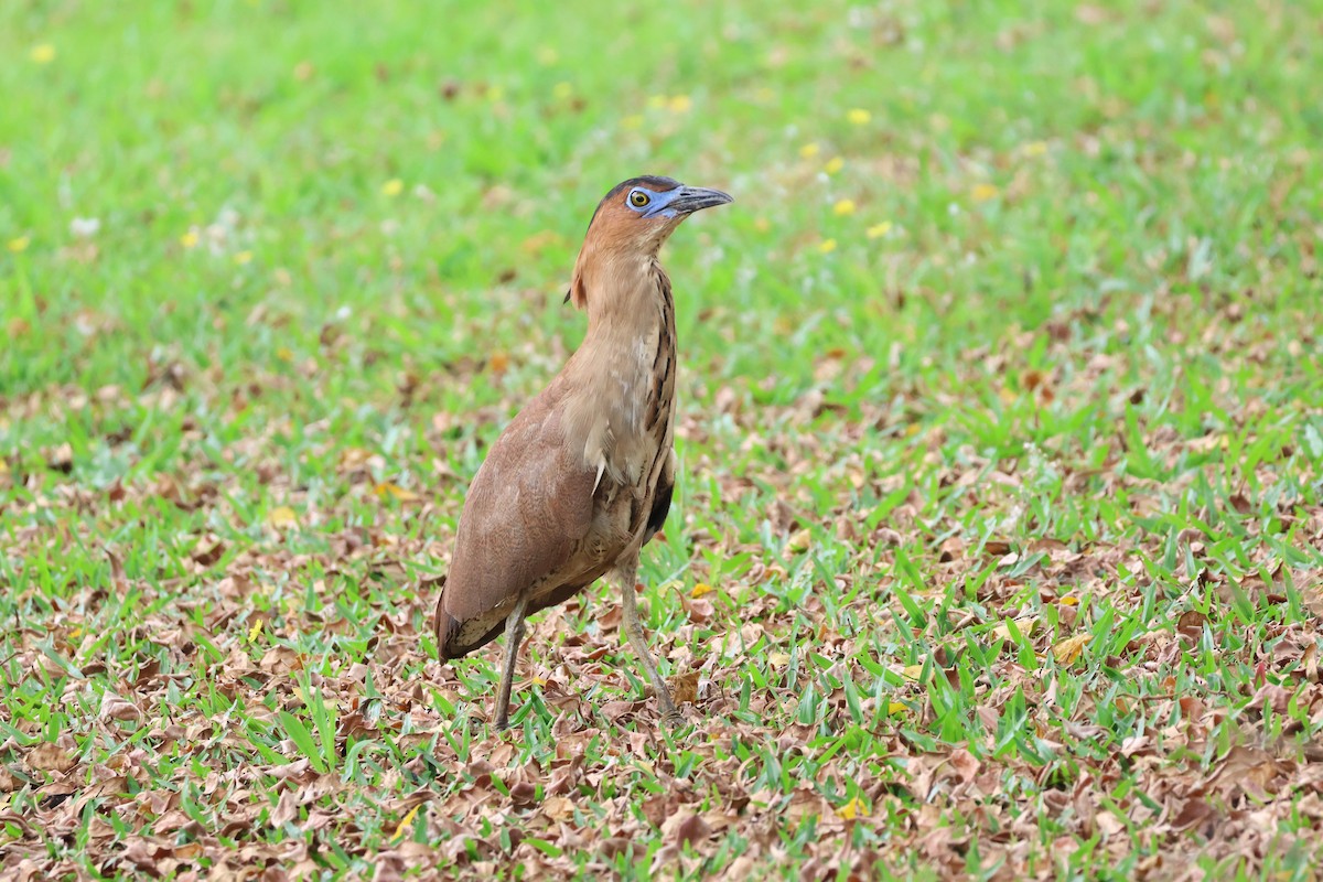 Malayan Night Heron - 敬昇 陳