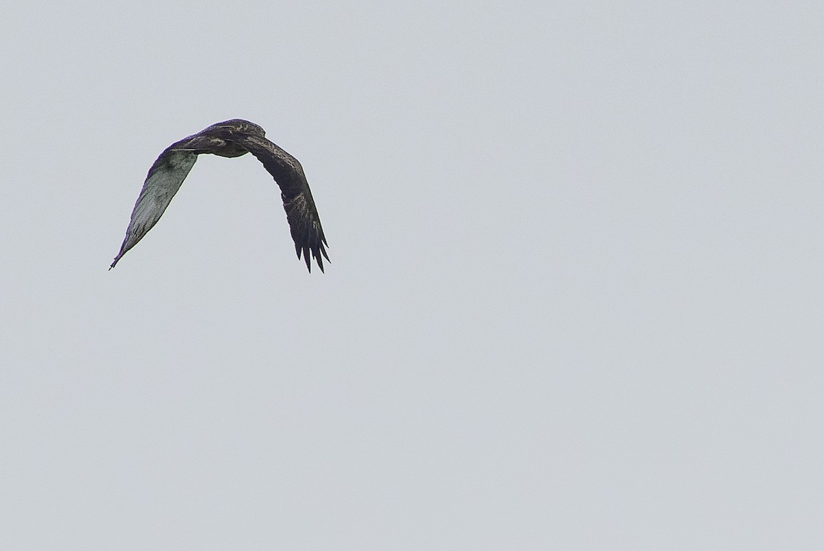 Águila Papú - ML616578827