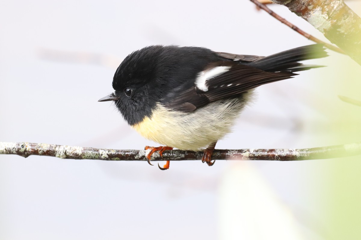 Tomtit - Louise Venne