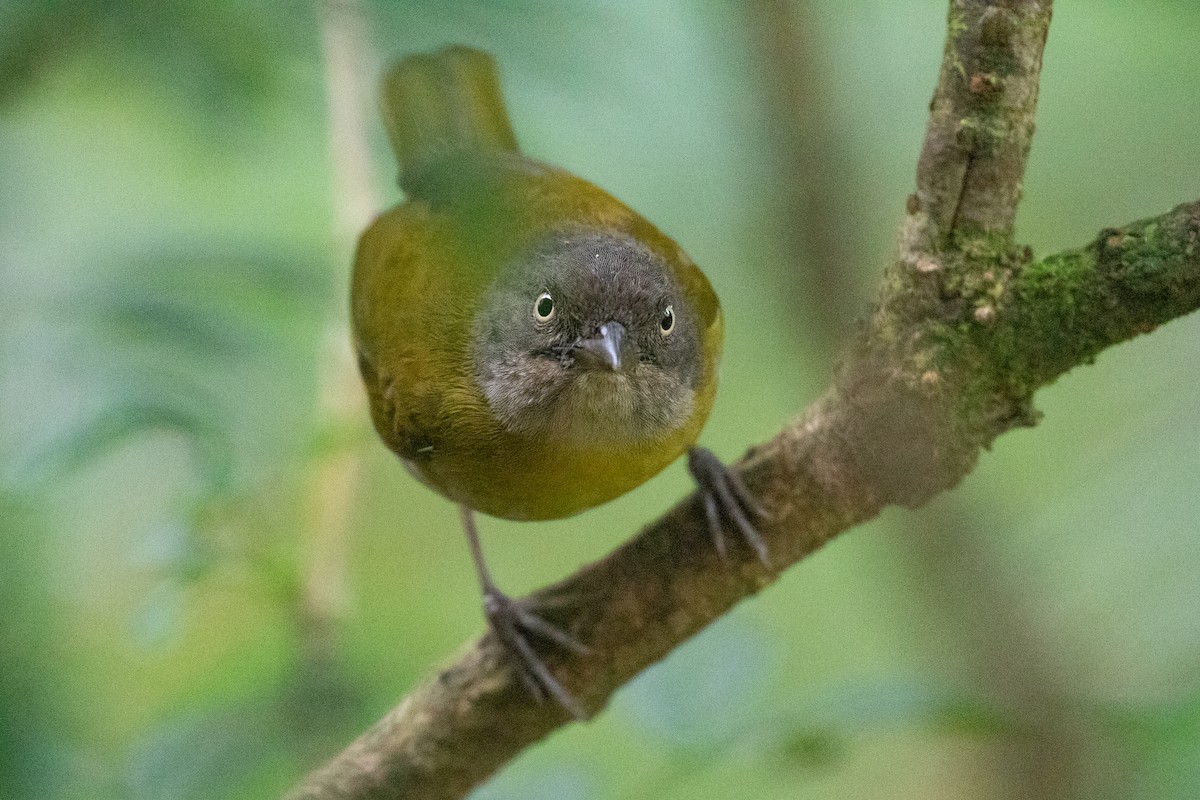 Clorospingo Común (grupo flavopectus) - ML616578837