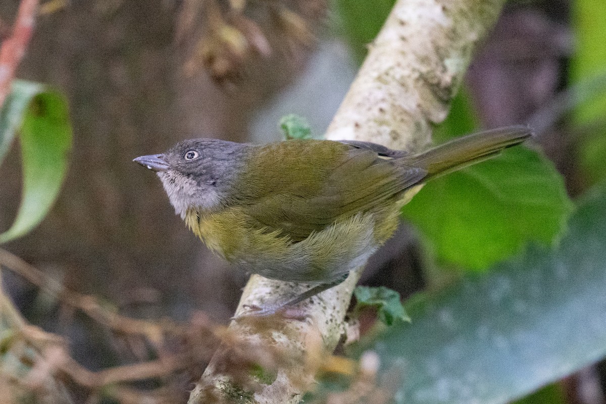 Common Chlorospingus (Northern Andes) - ML616578838