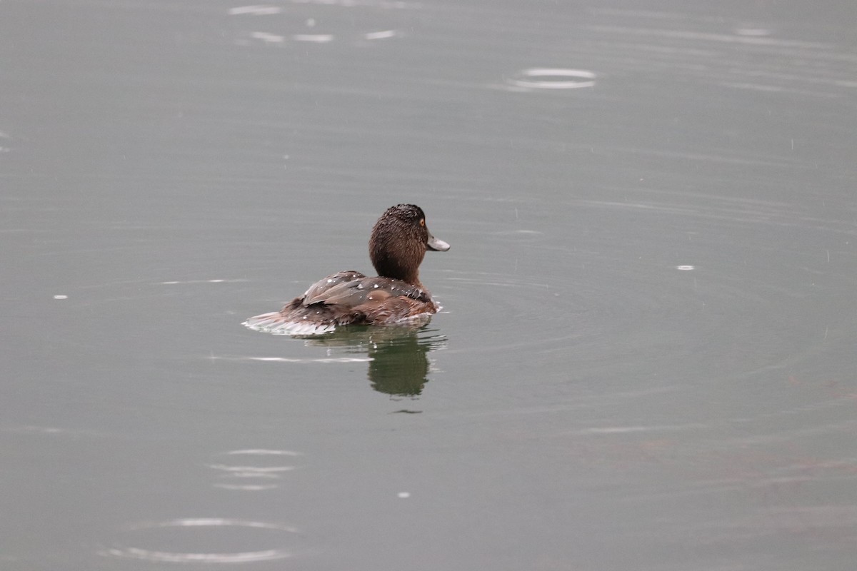 New Zealand Scaup - Louise Venne