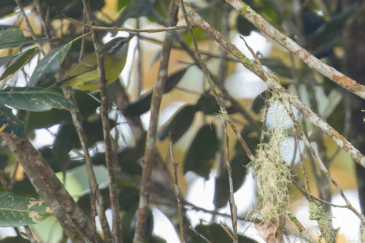 papuasanger (poliocephalus gr.) - ML616578860