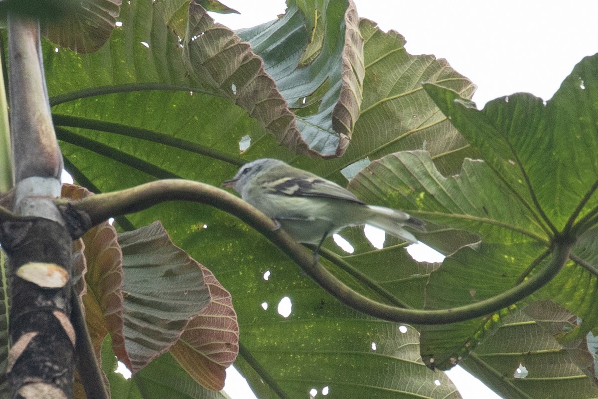 White-tailed Tyrannulet - ML616578879