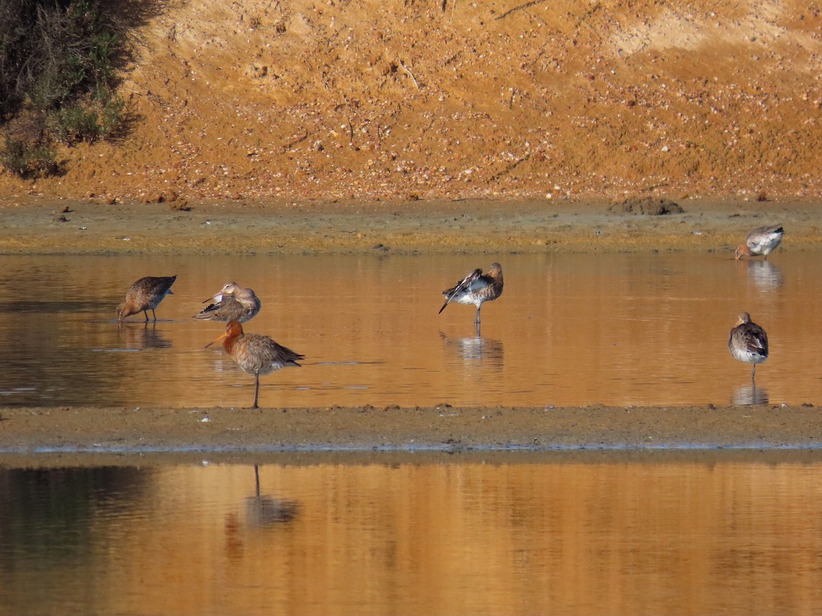 Black-tailed Godwit - ML616578931