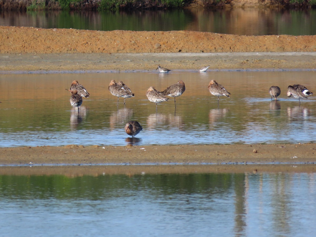 Black-tailed Godwit - ML616578932