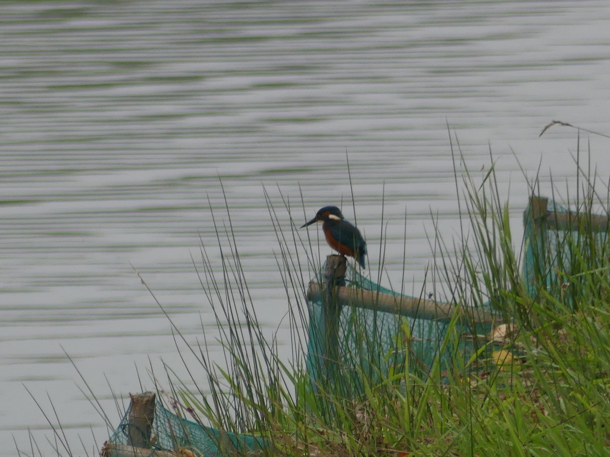 Common Kingfisher - ML616578951