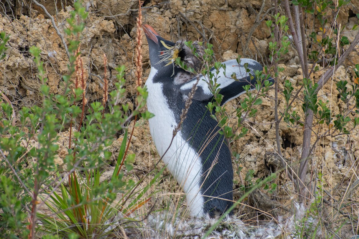 Pingüino Saltarrocas Septentrional - ML616578960