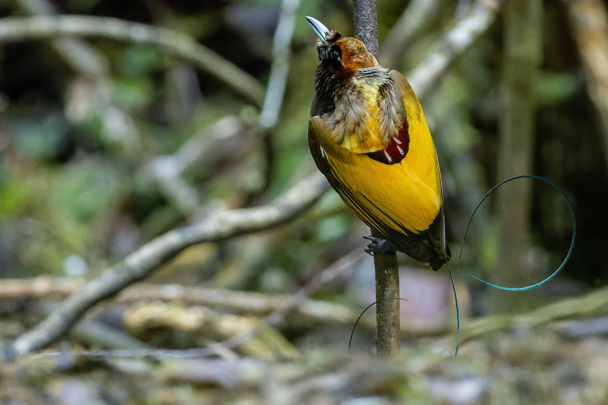 Magnificent Bird-of-Paradise - Joachim Bertrands