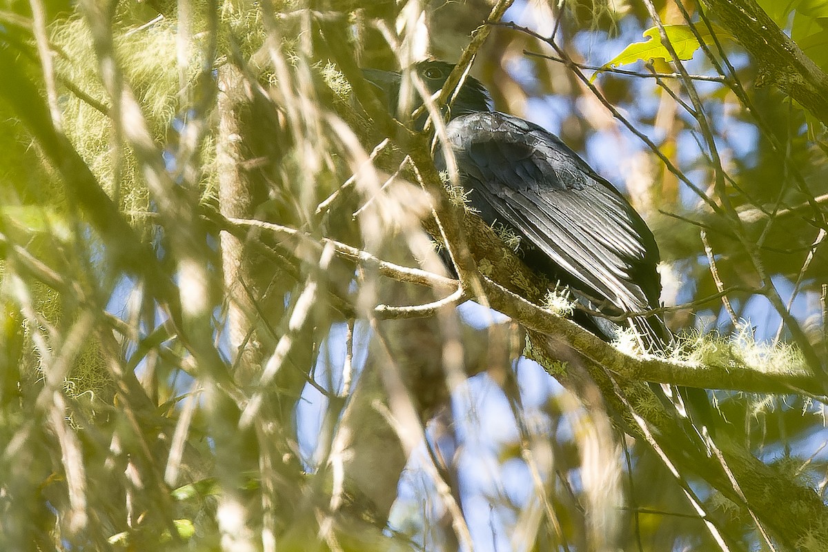 White-crowned Cuckoo - ML616579022