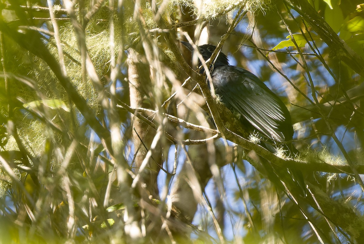 White-crowned Cuckoo - Joachim Bertrands