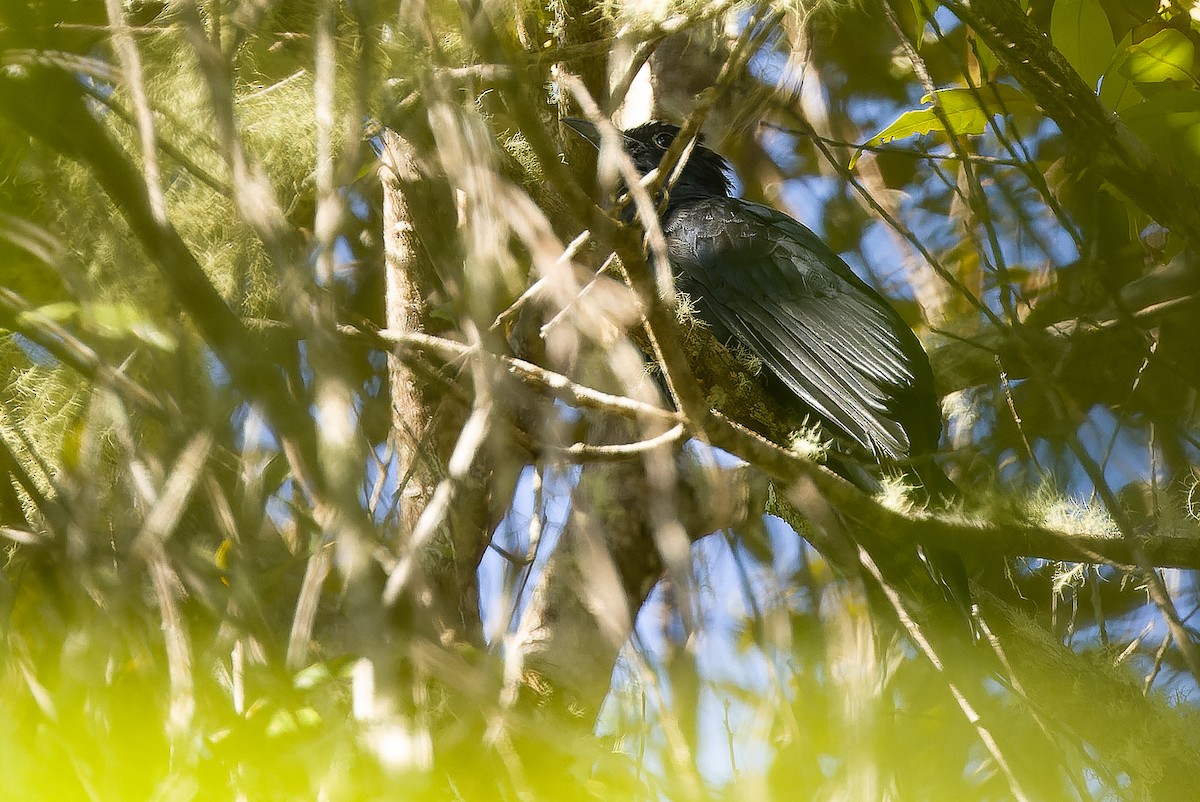 White-crowned Cuckoo - ML616579025