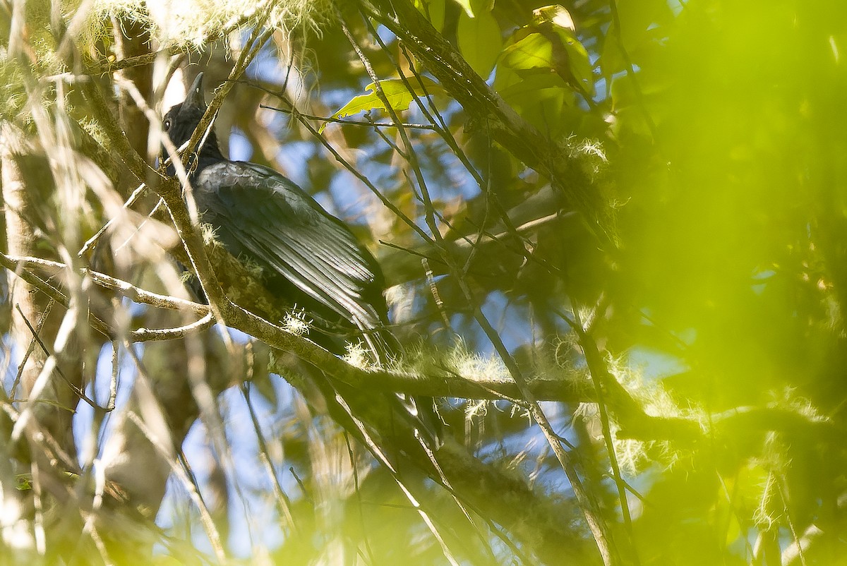 White-crowned Cuckoo - ML616579026