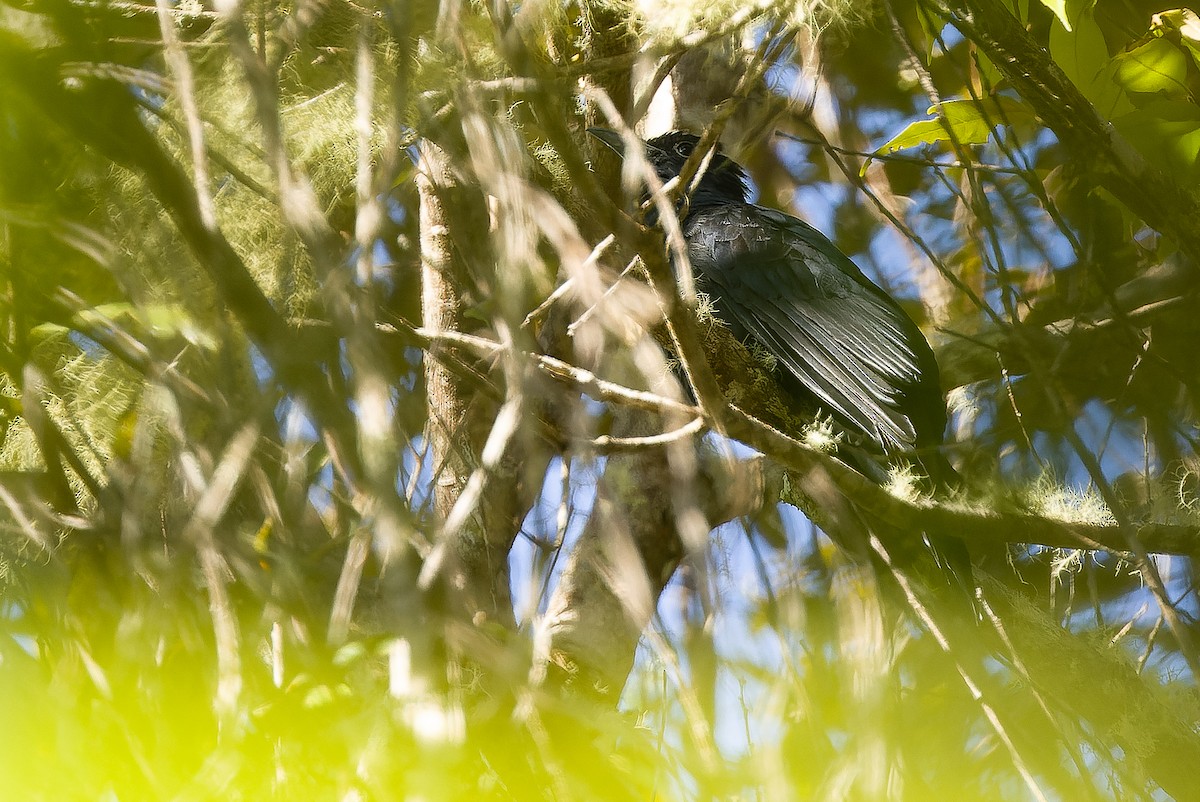 White-crowned Cuckoo - ML616579027