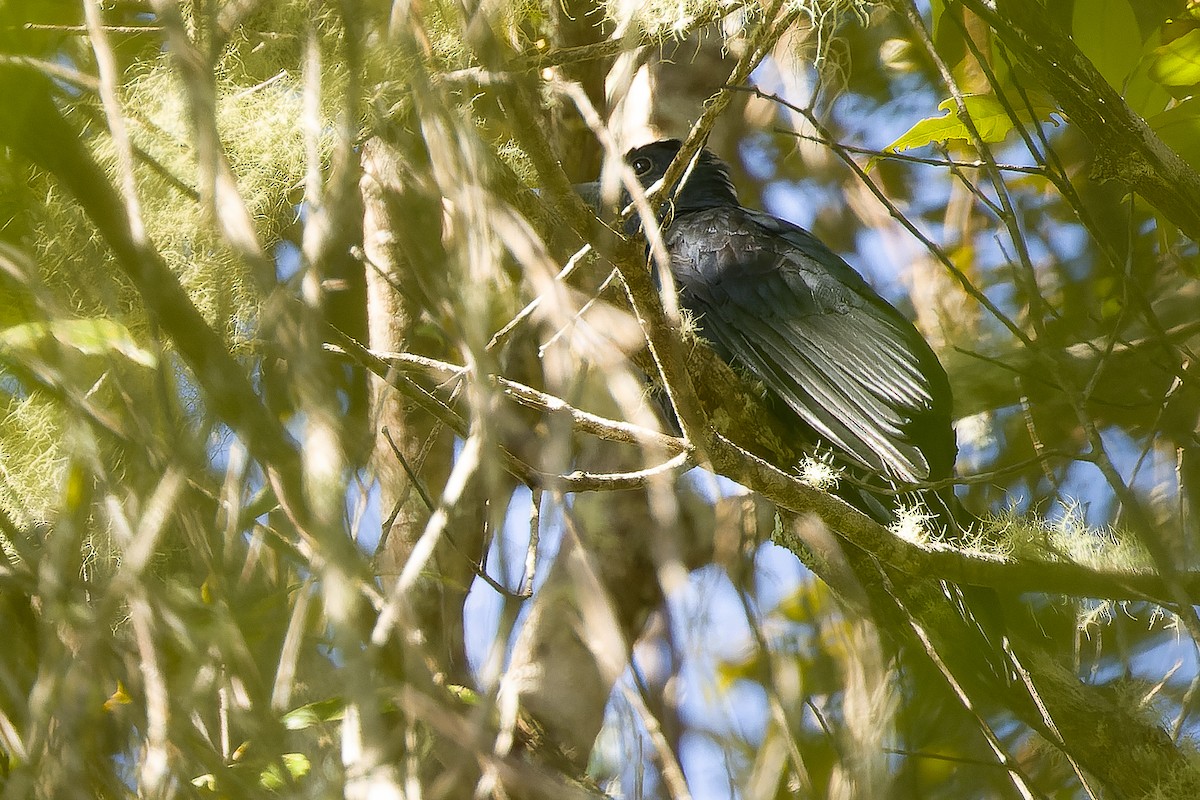 White-crowned Cuckoo - ML616579028